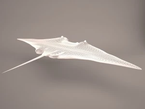Manta ray 3D Model