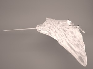Manta ray 3D 모델