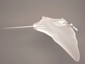 Manta ray 3D Model