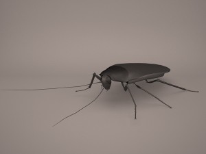 Roach Modèle 3D