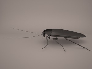 Roach 3Dモデル