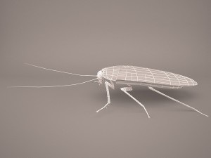 Roach 3Dモデル