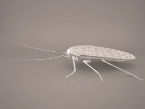 Roach 3D Model