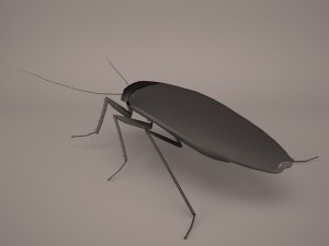 Roach 3Dモデル