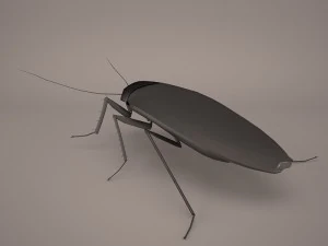 Roach 3D Model
