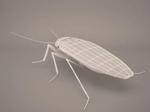 Roach 3D Model