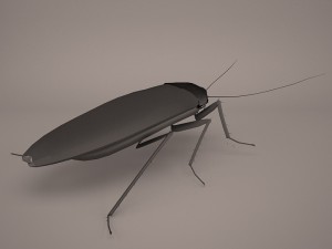 Roach 3Dモデル