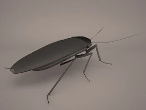 Roach 3D Model