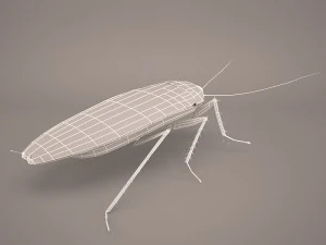 Roach 3D Model