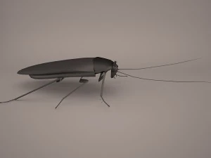 Roach 3D Model