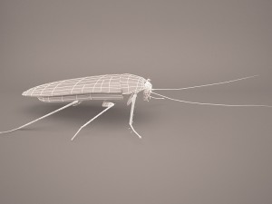 Roach 3Dモデル