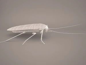 Roach 3D Model