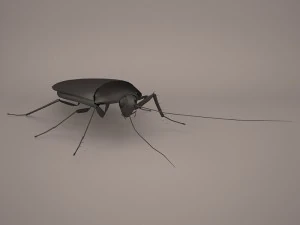 Roach 3D Model
