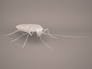 Roach 3Dモデル