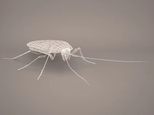 Roach 3D Model