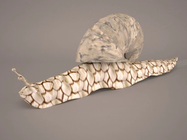 Snail 3D Model .c4d .max .obj .3ds .fbx .stl .blend 