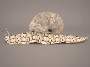 Snail 3D Model