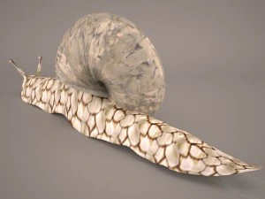 Snail 3D Model