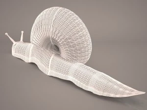 Snail 3D Model