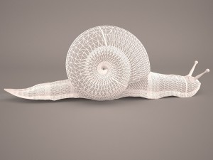Snail 3D Модель