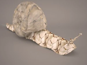 Snail 3D Model