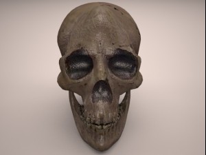 skull 3D-Modell
