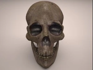 crâne Modèle 3D