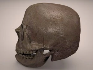 skull 3D Model