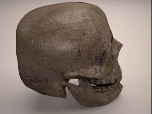 skull 3D Model