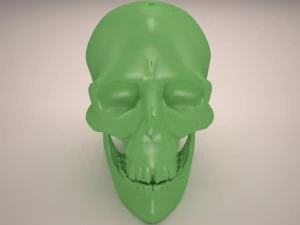 skull 3D Model