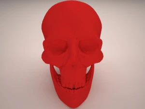 skull 3D Model