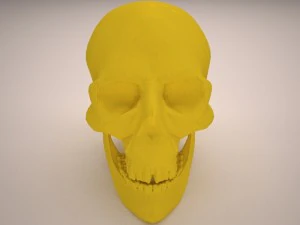 skull 3D Model