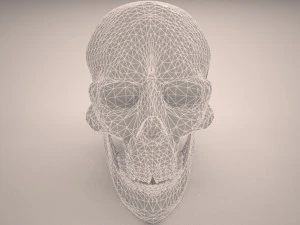 skull 3D Model