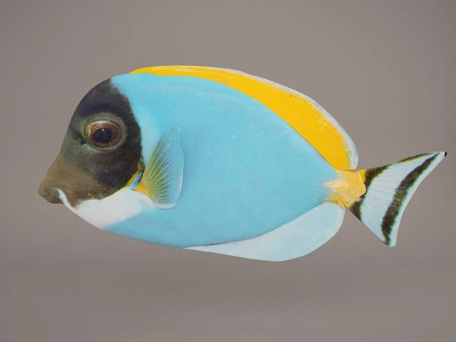 blue tang fish 3D Model .c4d .max .obj .3ds .fbx .stl .blend 