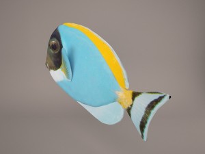 blue tang fish 3D Model