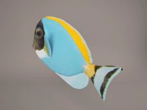 blue tang fish 3D Model