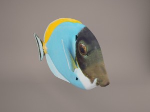 blue tang fish 3D Model