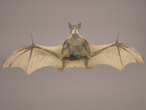 vampire bat Modelo 3D