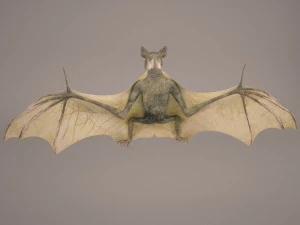 vampire bat 3D Model