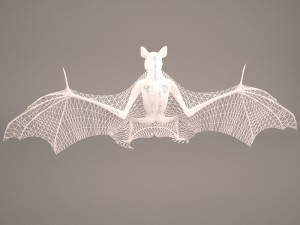 vampire bat Modelo 3D