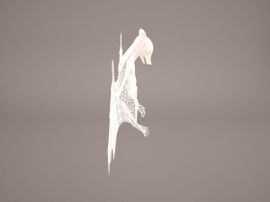 vampire bat Modelo 3D
