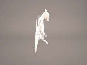 vampire bat 3D Model