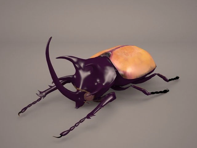rhinoceros beetle 3D Model .c4d .max .obj .3ds .fbx .stl .blend 