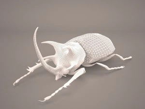rhinoceros beetle 3D Model