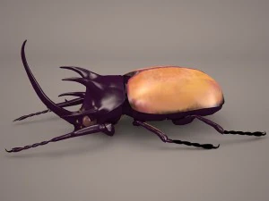 rhinoceros beetle 3D Model