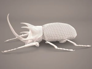 rhinoceros beetle 3D Model