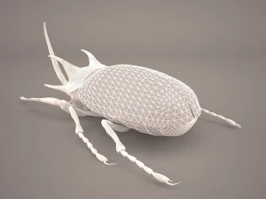 rhinoceros beetle 3D Model