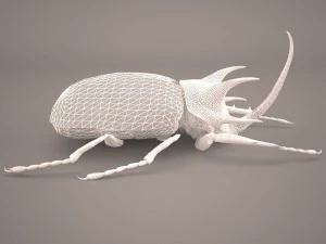 rhinoceros beetle 3D Model