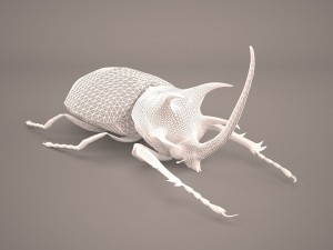 rhinoceros beetle Modelo 3D