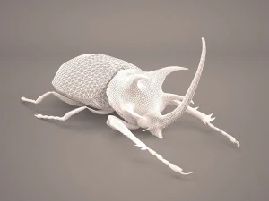 rhinoceros beetle 3D Model